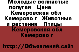 Молодые волнистые попугаи › Цена ­ 600 - Кемеровская обл., Кемерово г. Животные и растения » Птицы   . Кемеровская обл.,Кемерово г.